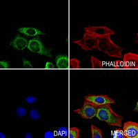 3 - Anti-CCZ1 Antibody AP53903
