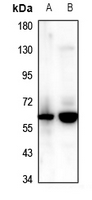 1 - Anti-CCZ1 Antibody AP53903