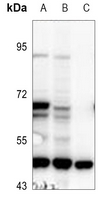 1 - Anti-IFIT5 Antibody AP53904