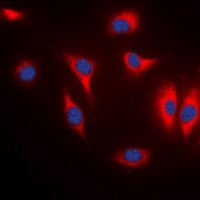 3 - Anti-MARK Antibody AP53905