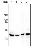 1 - Anti-MARK Antibody AP53905
