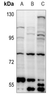1 - Anti-NRBP1 Antibody AP53907