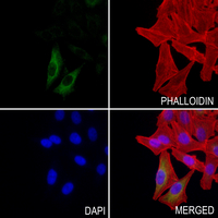 3 - Anti-DZIP3 Antibody AP53908