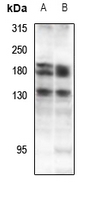 1 - Anti-DZIP3 Antibody AP53908