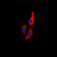 3 - Anti-MYL9 Antibody AP53909