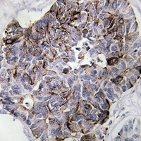 19 - Anti-MYL9 Antibody AP53909