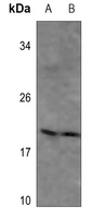 1 - Anti-MYL9 Antibody AP53909