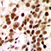 19 - Anti-GTF2H1 Antibody AP53910