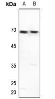 1 - Anti-GTF2H1 Antibody AP53910