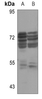 1 - Anti-Glycerol Kinase 1 Antibody AP53911