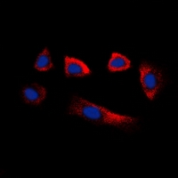 3 - Anti-Glycerate Kinase Antibody AP53912