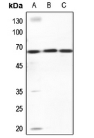 1 - Anti-ZNF668 Antibody AP53913