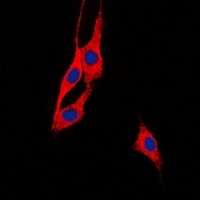 3 - Anti-BEGAIN Antibody AP53914