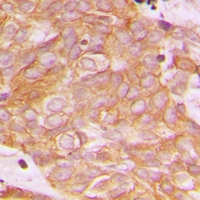 19 - Anti-BEGAIN Antibody AP53914