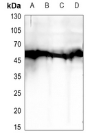 1 - Anti-BEGAIN Antibody AP53914