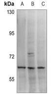 1 - Anti-MCT12 Antibody AP53919