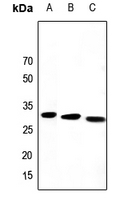 1 - Anti-PEX19 Antibody AP53920