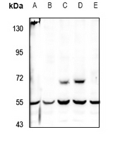 1 - Anti-PKE Antibody AP53921