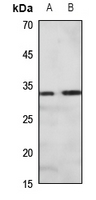 1 - Anti-PRKY Antibody AP53922