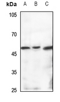 1 - Anti-TBL2 Antibody AP53923