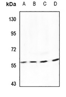 1 - Anti-SEN54 Antibody AP53924