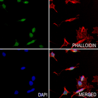 3 - Anti-USP36 Antibody AP53925