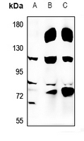 1 - Anti-USP36 Antibody AP53925