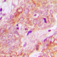 19 - Anti-UBE3B Antibody AP53926