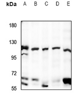 1 - Anti-UBE3B Antibody AP53926
