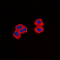 3 - Anti-CPI17 Antibody AP53927