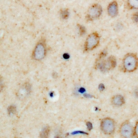 19 - Anti-CPI17 Antibody AP53927