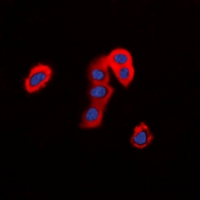 3 - Anti-TMEM16J Antibody AP53929