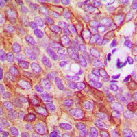 19 - Anti-TMEM16J Antibody AP53929