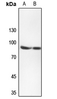 1 - Anti-TMEM16J Antibody AP53929