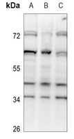 1 - Anti-SRSF5 Antibody AP53930