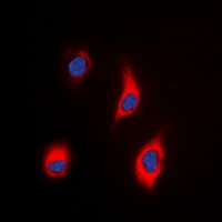 3 - Anti-Tensin 3 Antibody AP53931