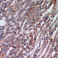 19 - Anti-Tensin 3 Antibody AP53931