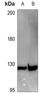 1 - Anti-Tensin 3 Antibody AP53931