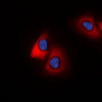 3 - Anti-MARCH2 Antibody AP53932