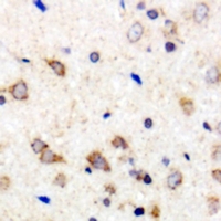 19 - Anti-MARCH2 Antibody AP53932