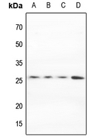 1 - Anti-MARCH2 Antibody AP53932