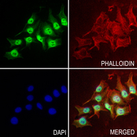 3 - Anti-TAGAP Antibody AP53934