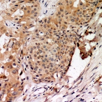 19 - Anti-TAGAP Antibody AP53934