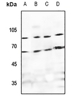 1 - Anti-TAGAP Antibody AP53934
