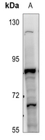 1 - Anti-ZNF600 Antibody AP53935