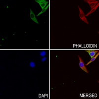 3 - Anti-ZNT2 Antibody AP53936
