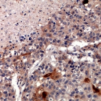 19 - Anti-ZNT2 Antibody AP53936