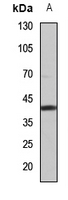1 - Anti-ZNT2 Antibody AP53936
