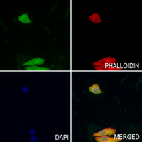 3 - Anti-MYCBP Antibody AP53937
