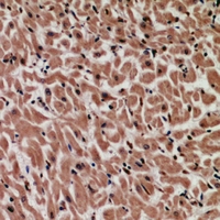 19 - Anti-MYCBP Antibody AP53937
